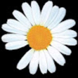 Meet your Posher, Thinh